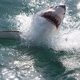 great white shark cage diving